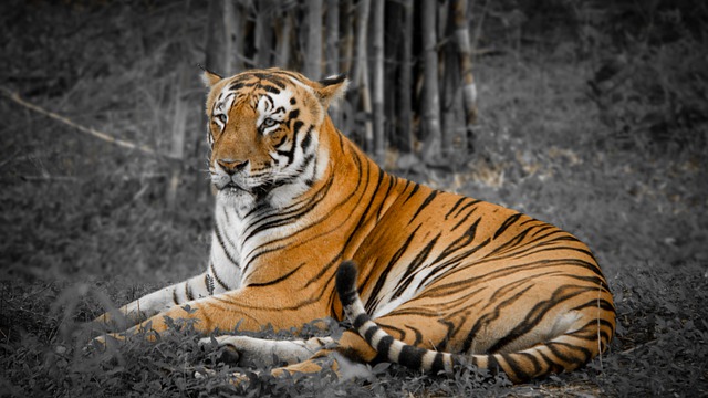 An Indian tiger in the wild. Royal ,Bengal tiger