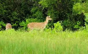 List of National Parks and Wildlife Sanctuary in West Bengal