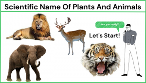 Scientific Name of Some Common Plants and Animals